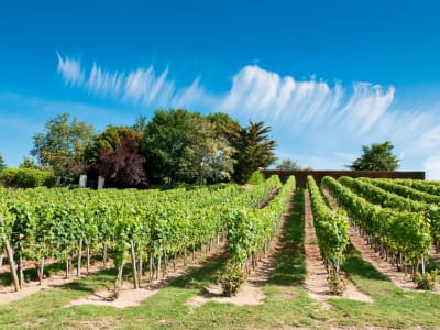 Loire Valley Wine Tour Full Day Trip from Tours (private) - image 2