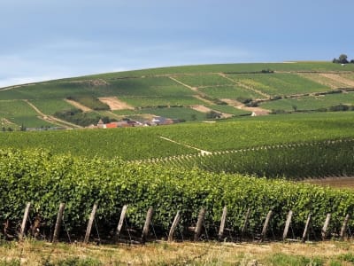 Vineyards in the Vouvray wine region near Tours