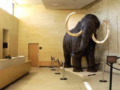 Prehistoric artifacts and tools displayed at the National Museum of Prehistory in Les Eyzies