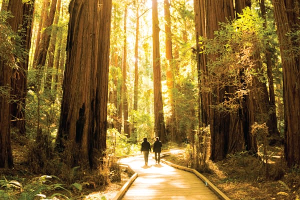Muir Woods & Sausalito Tour from San Francisco