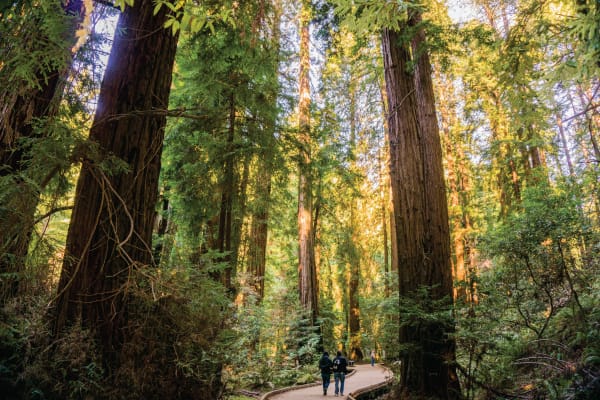 San Francisco City Tour & Muir Woods Adventure
