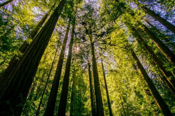 Muir Woods Tours