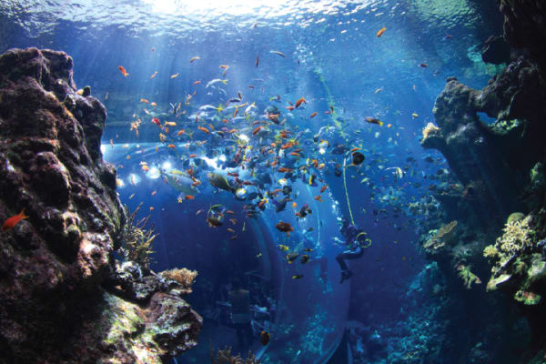 Explore San Francisco's amazing Science Museums