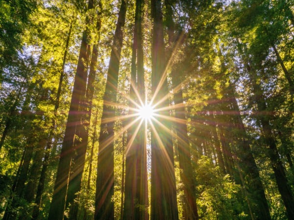 San Francisco City Tour & Muir Woods Adventure