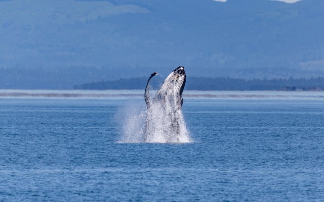 Only Wildlife and Whale Watching Tour Leaving from Seattle