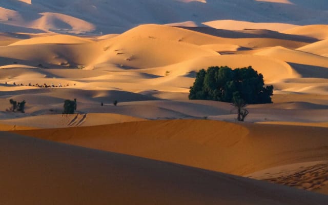  paseo en camello en Merzouga y la noche en el desierto 