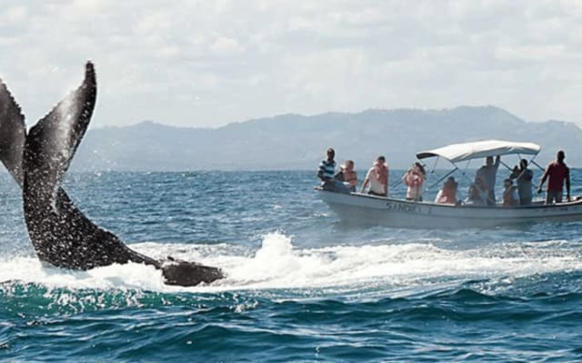 From Punta Cana: Samana Cayo Levantado Whales