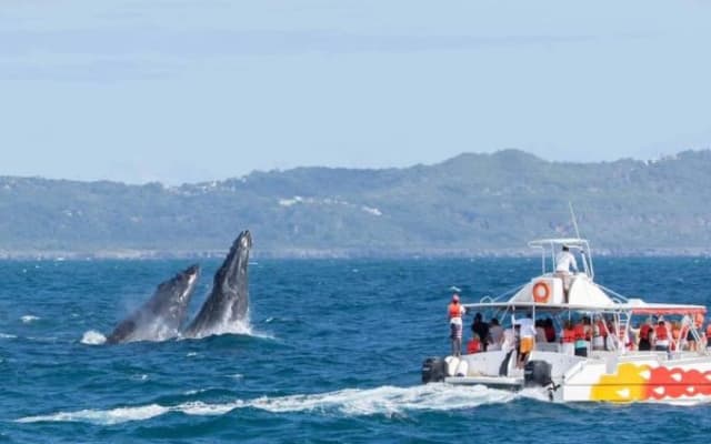 Samana: Whale Watching and Cayo Levantado Full Day Tour