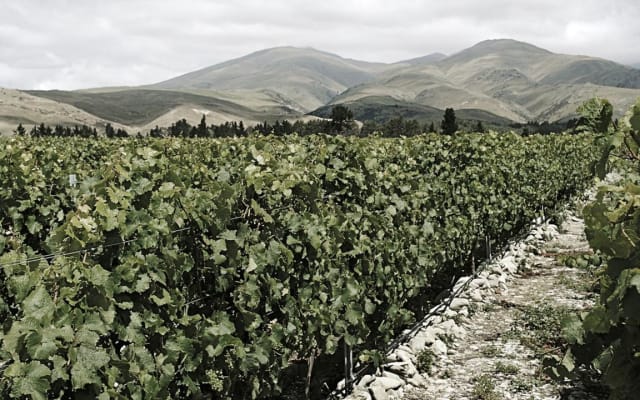 Valli Wine Experts Guided Tasting