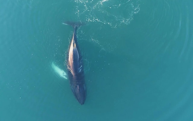 Sailing with Giants: Whale Watching from Reykjavik