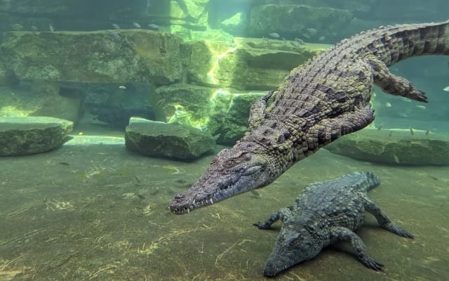 Dubai Crocodile Park: Explore a Wildlife Wonderland