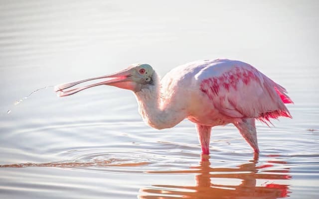 Everglades National Park Florida Bay Eco Adventure Tour