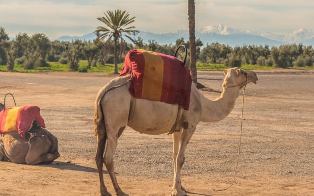 Camel Ride in Marrakech Desert Experience | Marrakech Tours