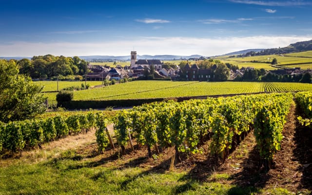 Côte de Nuits & Côte de Beaune Private Wine Tour from Beaune