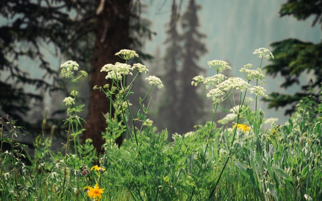 La Plata Canyon 2h 30m Jeep Tour - Durango, CO