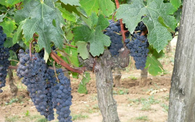 Private Médoc Full Day Wine Tour from Bordeaux for 2