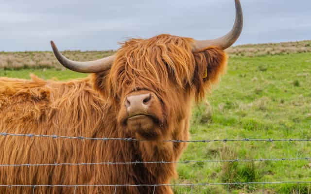 Castles, Coos & Cairngorms Day Tour