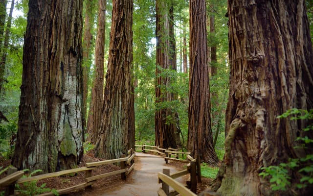 From San Francisco: Muir Woods & Sausalito Tour with Live Guided Transfer