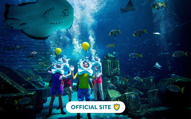 Shark Safari
