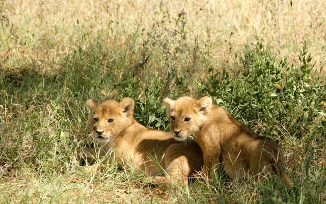 4-Day Tanzania Private luxury safari tour package 