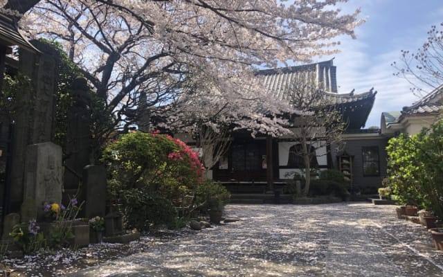 2026 Daytime Hanami (Cherry Blossom) Tour: Tokyo