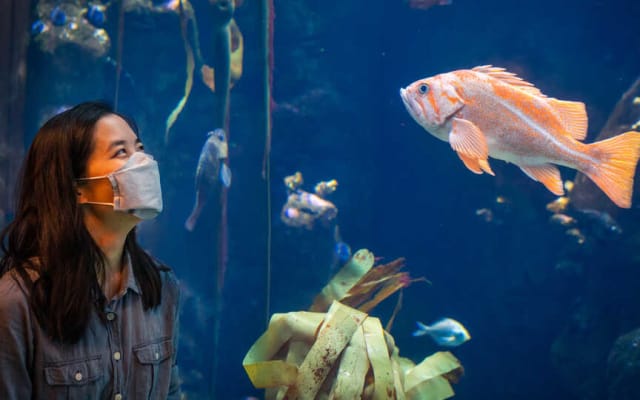 NightLife at California Academy of Sciences