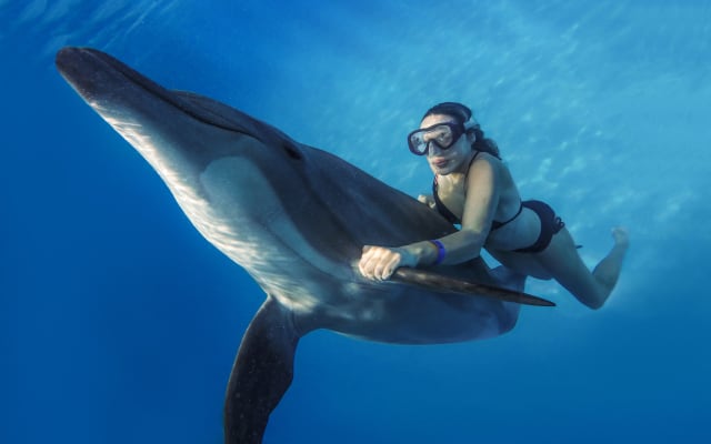 Dolphin Signature Swim