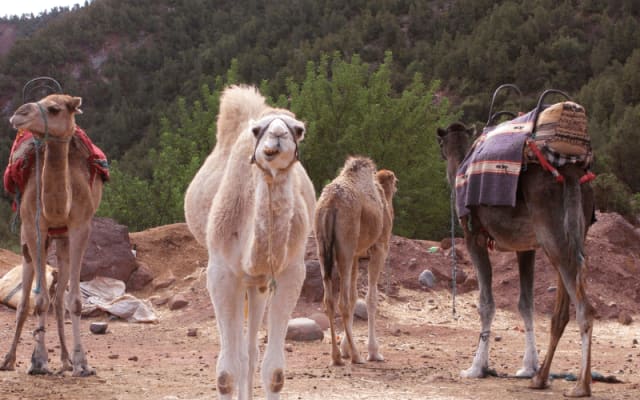 Marrakech to Ourika Valley: One-Day Trip.