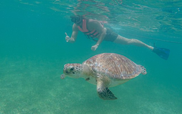Aquatic Turtle Dream with Private Underground River