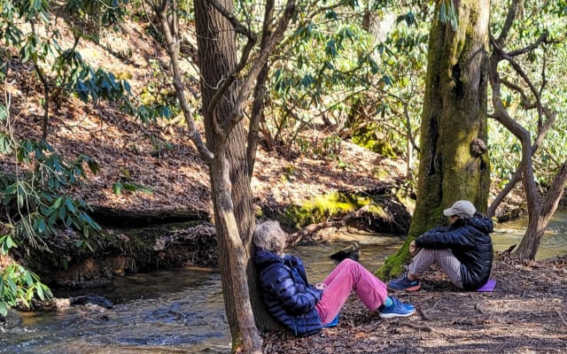 Relaxing Forest Bathing Walk in Asheville's Blue Ridge Mountains