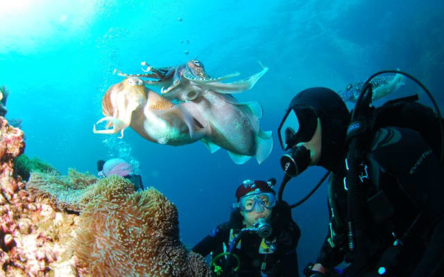 Scuba Diving in Grande Island, Goa 