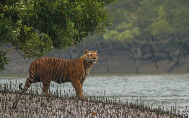 Sundarban Tour in Bangladesh