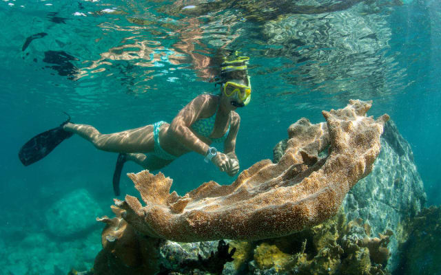 Maho Bay Turtle Snorkel Sail