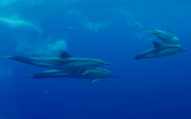 Lajes de Pico: Swimming with Wild Dolphins