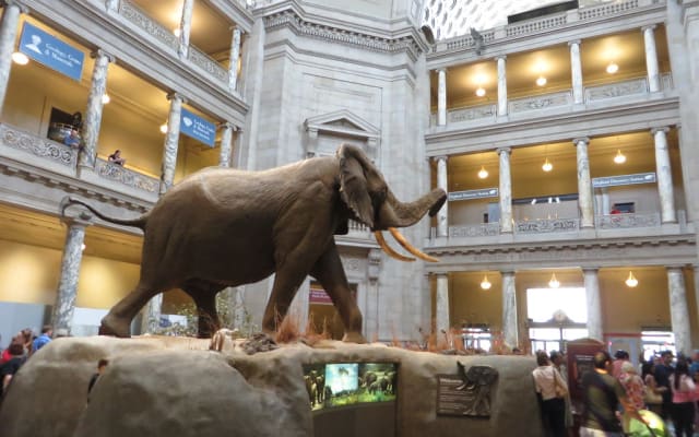 Admission to Museum of Natural History and Audio NYC Tours