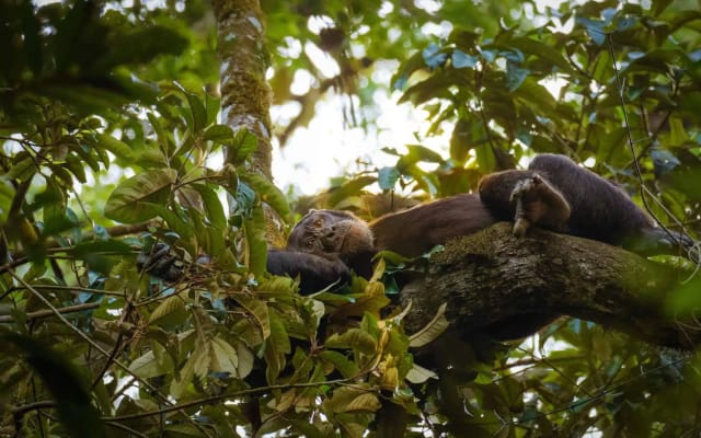 7 Days Fly-in Safari: A Chimps Day, Gorillas & Lions