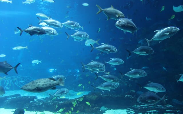 Tickets for Aquarium de Paris & Self-Guided Tours in Paris