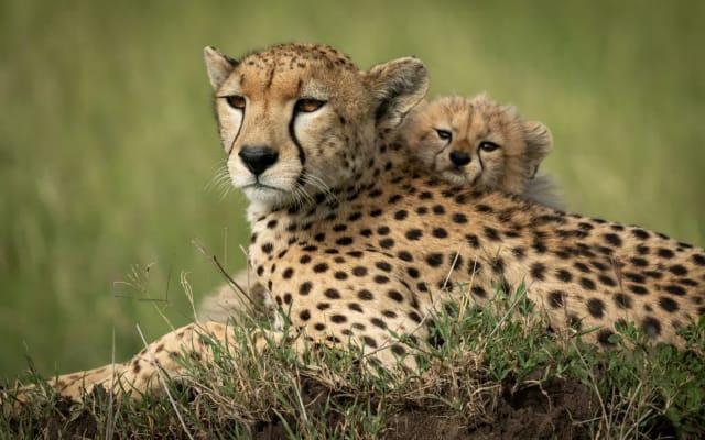 4 Days Fly-in Safari: Kidepo Valley Wilderness 
