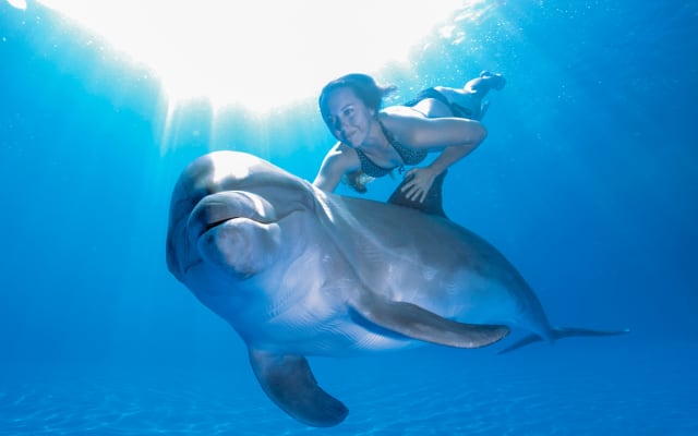 Dolphin Extreme