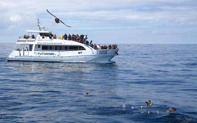 From Ponta Delgada: Whale and Dolphin Watching Experience