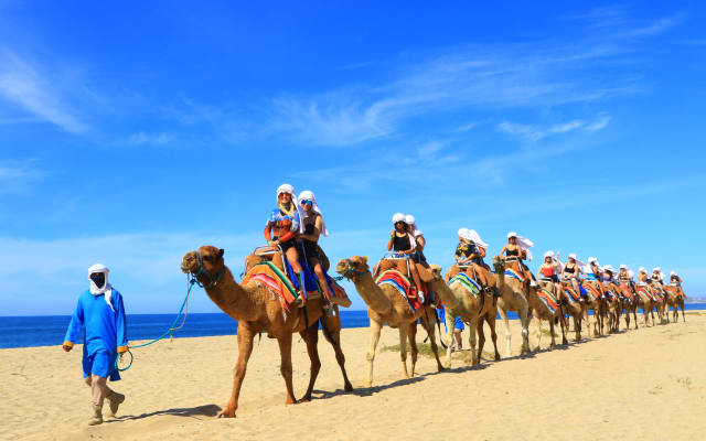  Combo: Arch + Camels + Lunch