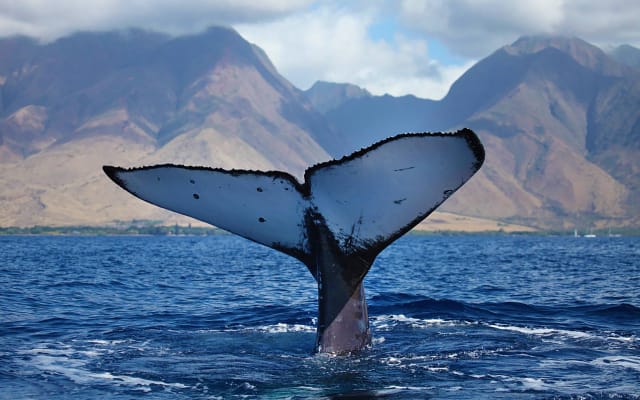 Whale Watch Sail
