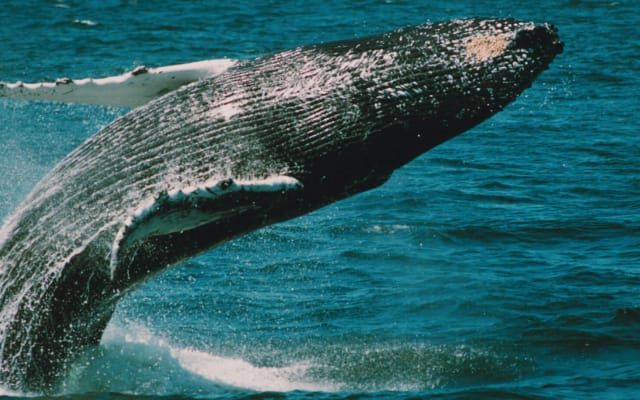 Cape May Whale and Dolphin Watching Adventure