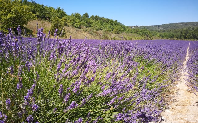 Provence Lavender Half-Day Tour from Aix-en-Provence