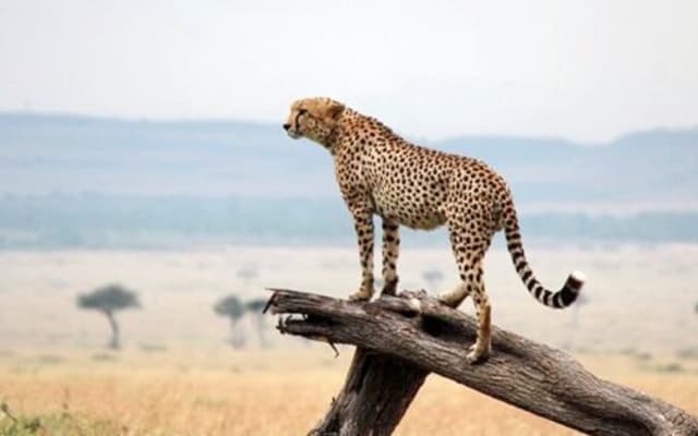 4 Days Maasai Mara