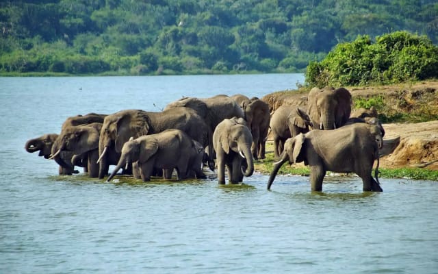 5 Days Fly-in Safari: Gorillas & Golden Plains