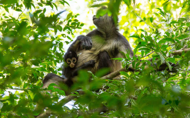 Monkey Sanctuary & Lunch at Mayan Family - Private Excursion