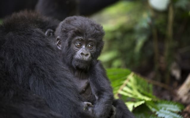 3 Days Fly-in Safari: Gorillas in the Mist