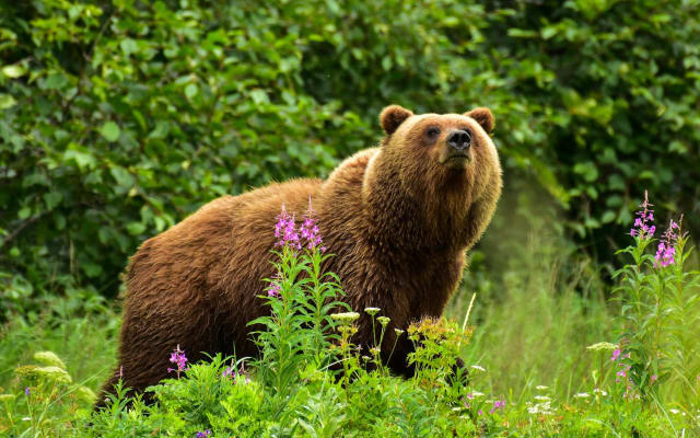 Alaska Bear Viewing Experience from Kenai, Alaska