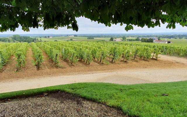 Private Château d'Yquem & Caviar Pairing Tour from Bordeaux